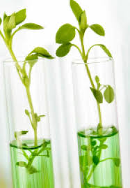 Meaning and Uses of Genetic Molecular Markers in Agriculture Molecular Markers in Agriculture