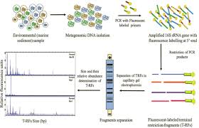 Meaning and Uses of Genetic Molecular Markers in Agriculture Molecular Markers in Agriculture