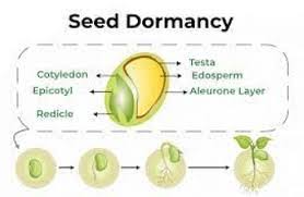 Seed Germination and Dormancy