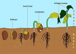Seed Germination and Dormancy Seed Germination and Dormancy