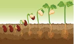 Seed Germination and Dormancy Seed Germination and Dormancy