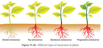Juvenility and Senescence in Plant Growth and Development