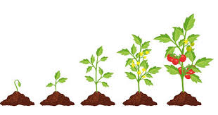 Juvenility and Senescence in Plant Growth and Development Juvenility and Senescence in Plant Growth and Development