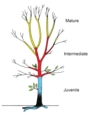 Juvenility and Senescence in Plant Growth and Development Juvenility and Senescence in Plant Growth and Development