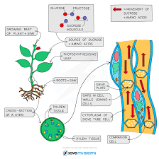 Translocation and Respiration In Plants