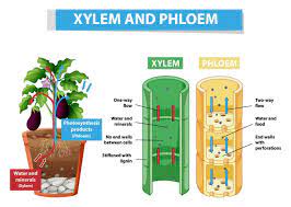 Translocation and Respiration In Plants Translocation and Respiration In Plants