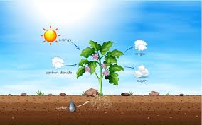 Translocation and Respiration In Plants Translocation and Respiration In Plants