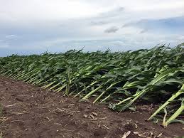 Role of Environmental Resources in Crop Growth and Development Role of Environmental Resources in Crop Growth and Development