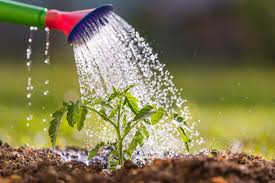 Introduction to the Influence of Global Warming on Water Stress in Plants Introduction to the Influence of Global Warming on Water Stress in Plants