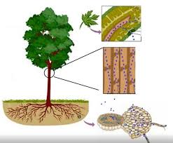 Introduction to the Influence of Global Warming on Water Stress in Plants Introduction to the Influence of Global Warming on Water Stress in Plants