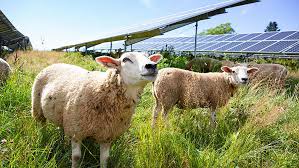 Light and Solar Radiation in Agricultural Production