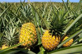Ideal Spacing Required in Planting Pineapples