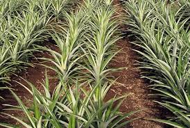 Ideal Spacing Required in Planting Pineapples Ideal Spacing Required in Planting Pineapples