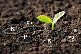 Role of Plant Nutrients in Agriculture