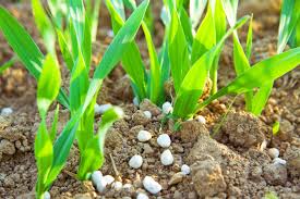 Role of Plant Nutrients in Agriculture Role of Plant Nutrients in Agriculture