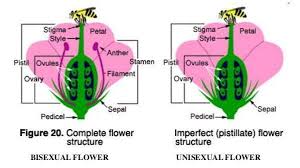 Sexual and Asexual Reproduction in Plants Sexual and Asexual Reproduction in Plants