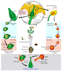 Sexual and Asexual Reproduction in Plants Sexual and Asexual Reproduction in Plants