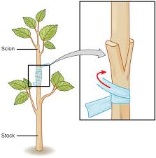 Sexual and Asexual Reproduction in Plants Sexual and Asexual Reproduction in Plants