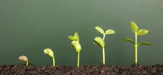 Mechanisms Involved in Plant Growth and Development