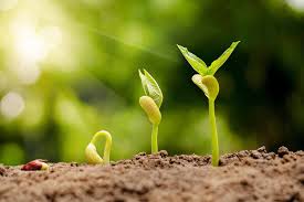 Mechanisms Involved in Plant Growth and Development Mechanisms Involved in Plant Growth and Development