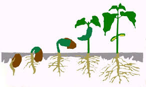 Mechanisms Involved in Plant Growth and Development Mechanisms Involved in Plant Growth and Development