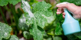 Fungicides: 14 Ultimate Guide to Effective Use of Fungicide