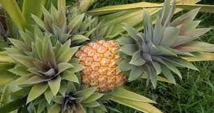 Maturity Period and Harvesting of Pineapple Fruits