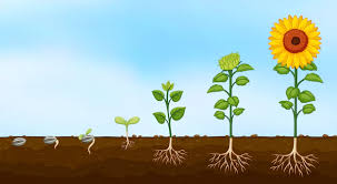 Factors Affecting Plant Growth and Development in Agriculture