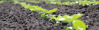 Factors Affecting Plant Growth and Development in Agriculture Factors Affecting Plant Growth and Development in Agriculture
