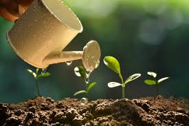 Factors Affecting Plant Growth and Development in Agriculture Factors Affecting Plant Growth and Development in Agriculture