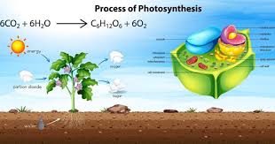 Photosynthesis and Its Role in Plant Growth and Crop Yield