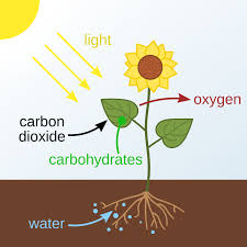 Photosynthesis and Its Role in Plant Growth and Crop Yield Photosynthesis and Its Role in Plant Growth and Crop Yield