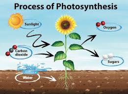 Photosynthesis and Its Role in Plant Growth and Crop Yield Photosynthesis and Its Role in Plant Growth and Crop Yield