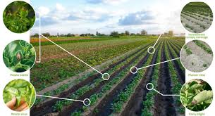 Yield Limiting Factors and Yield Components in Agriculture