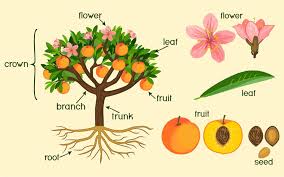 Yield Limiting Factors and Yield Components in Agriculture Yield Limiting Factors and Yield Components in Agriculture