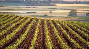 Yield Limiting Factors and Yield Components in Agriculture Yield Limiting Factors and Yield Components in Agriculture