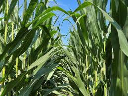 Yield Limiting Factors and Yield Components in Agriculture Yield Limiting Factors and Yield Components in Agriculture