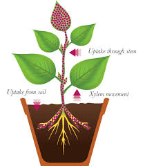 Understanding the Role of Growth Regulators in Plant Development Understanding the Role of Growth Regulators in Plant Development