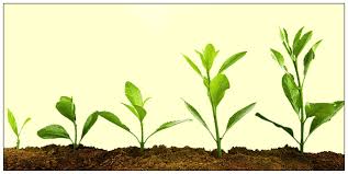 Understanding the Role of Growth Regulators in Plant Development Understanding the Role of Growth Regulators in Plant Development