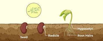Understanding the Role of Growth Regulators in Plant Development Understanding the Role of Growth Regulators in Plant Development