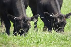 Concept of Grazing Management in Pasture-Based Livestock Farming