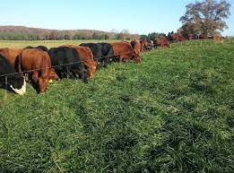 Concept of Grazing Management in Pasture-Based Livestock Farming Concept of Grazing Management in Pasture-Based Livestock Farming