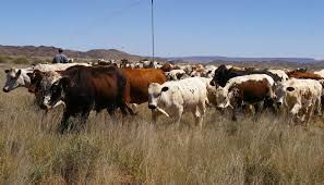 Types of Grazing Management Systems in Nigerian Livestock Farming