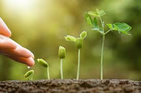 Plant Growth and Methods of Measuring Growth Parameters in Agriculture