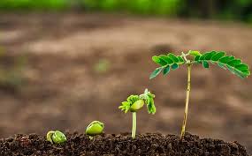 Plant Growth and Methods of Measuring Growth Parameters in Agriculture Plant Growth and Methods of Measuring Growth Parameters in Agriculture