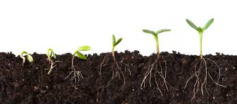 Plant Growth and Methods of Measuring Growth Parameters in Agriculture Plant Growth and Methods of Measuring Growth Parameters in Agriculture