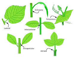 Roles of Plant Organs: Leaf, Stem, Roots, Flowers, Fruits, and Seeds