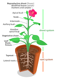 Roles of Plant Organs: Leaf, Stem, Roots, Flowers, Fruits, and Seeds Roles of Plant Organs: Leaf, Stem, Roots, Flowers, Fruits, and Seeds