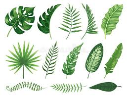 Roles of Plant Organs: Leaf, Stem, Roots, Flowers, Fruits, and Seeds Roles of Plant Organs: Leaf, Stem, Roots, Flowers, Fruits, and Seeds