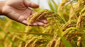 Some Key Growth Measurements in Crops Some Key Growth Measurements in Crops